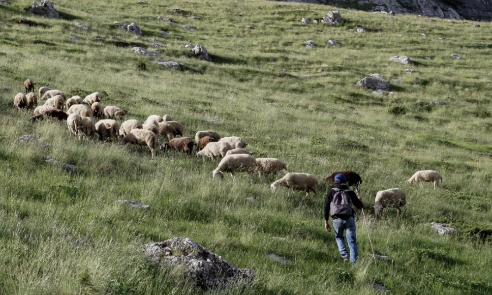 Νάξος: 14χρονος μαθητής δουλεύει ως βοσκός και ετοιμάζεται να γίνει γεωπόνος